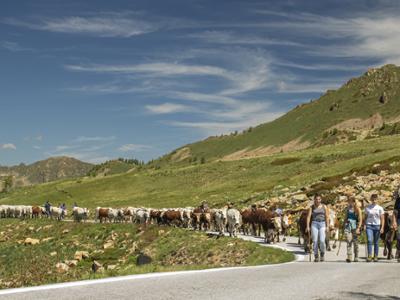 Transumanza in Valle Stura - 26 giugno 2025
